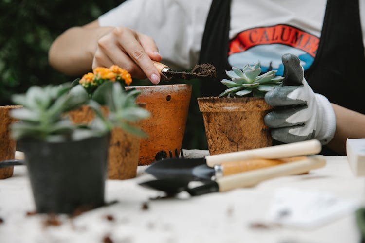 Woman Adding Soil To Succulent In Pot