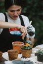 Focused woman transplanting succulent in peat pot