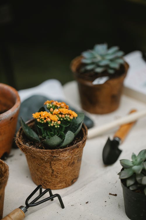 Fiore Bianco E Verde In Vaso Di Terracotta Marrone