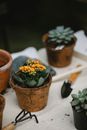 From above of blooming flowers in peat pots placed on table near rake and spade for planting seedlings