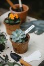 From above of succulent seedling with tag placed near blooming plant and scissors with shovel in garden