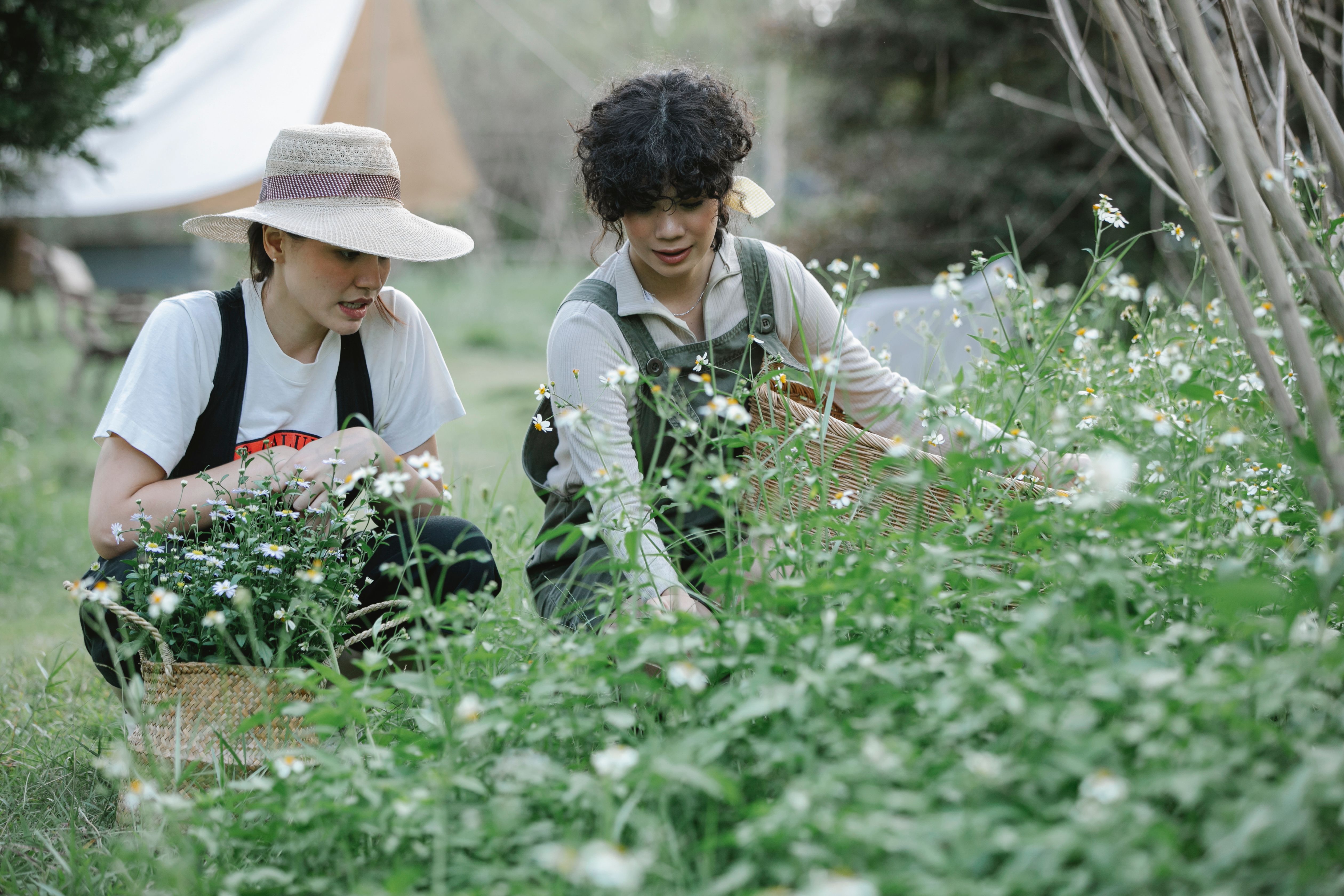 Harvesting chamomile flowers