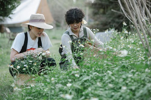 Female botanists talking to each other while collecting blooming chamomiles in wicker baskets while working in countryside together