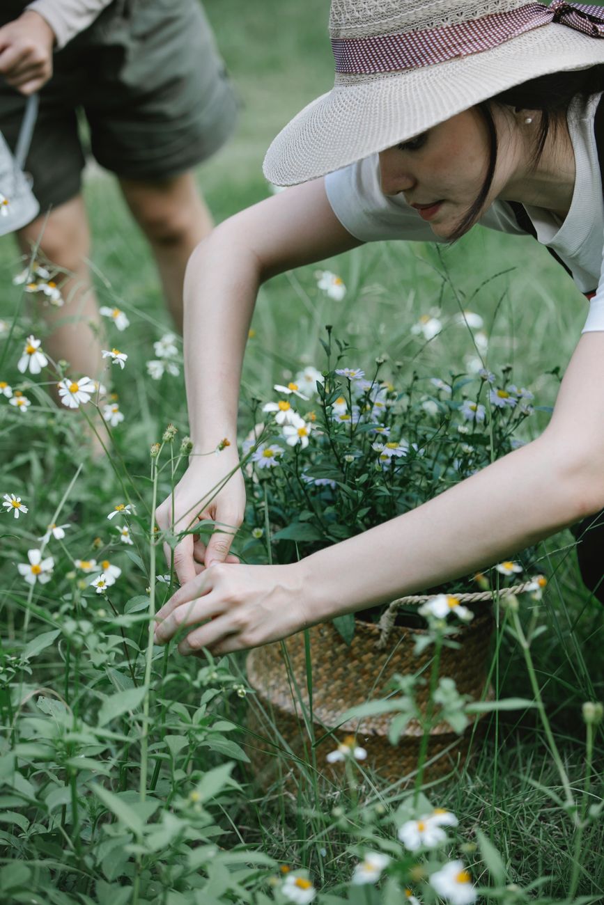 Picking chamomile flowers into a wicker basket in a countryside meadow.
