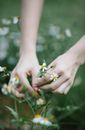 Woman picking chamomiles in green meadow