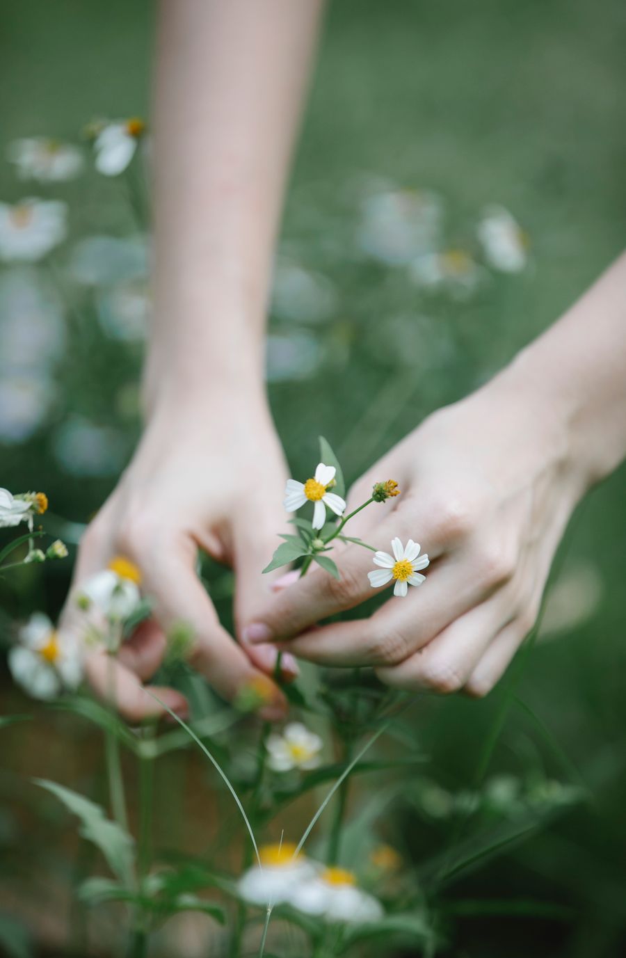 Mains soignant de petites fleurs blanches dans un massif