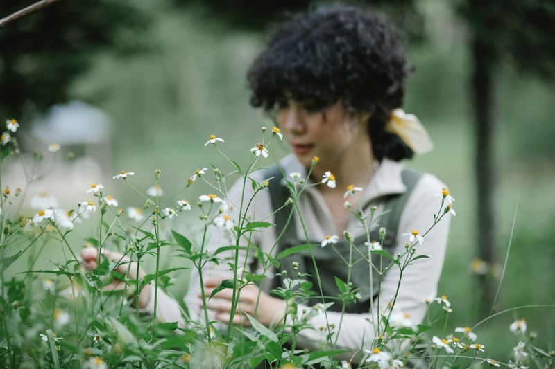 Gardener caring for chamomile flowers in a lush bed