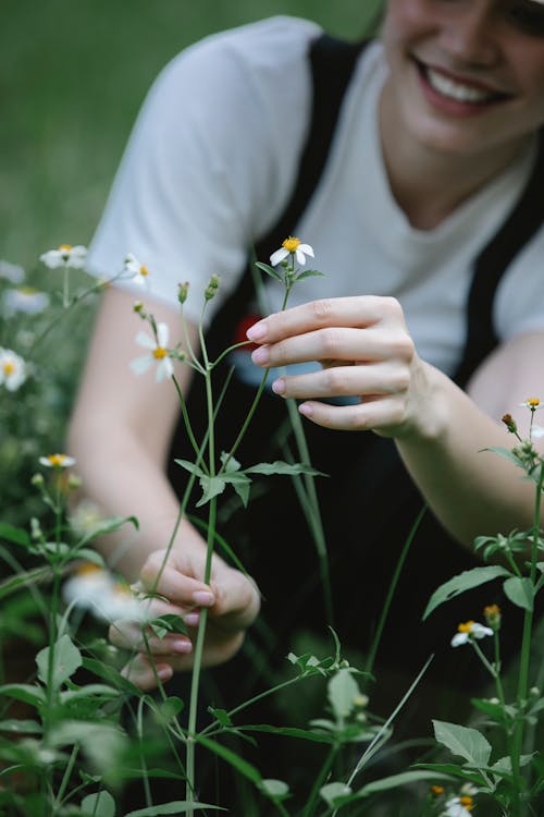 Crop female gardener picking blooming chamomile flowers on thin stems while smiling happily in meadow