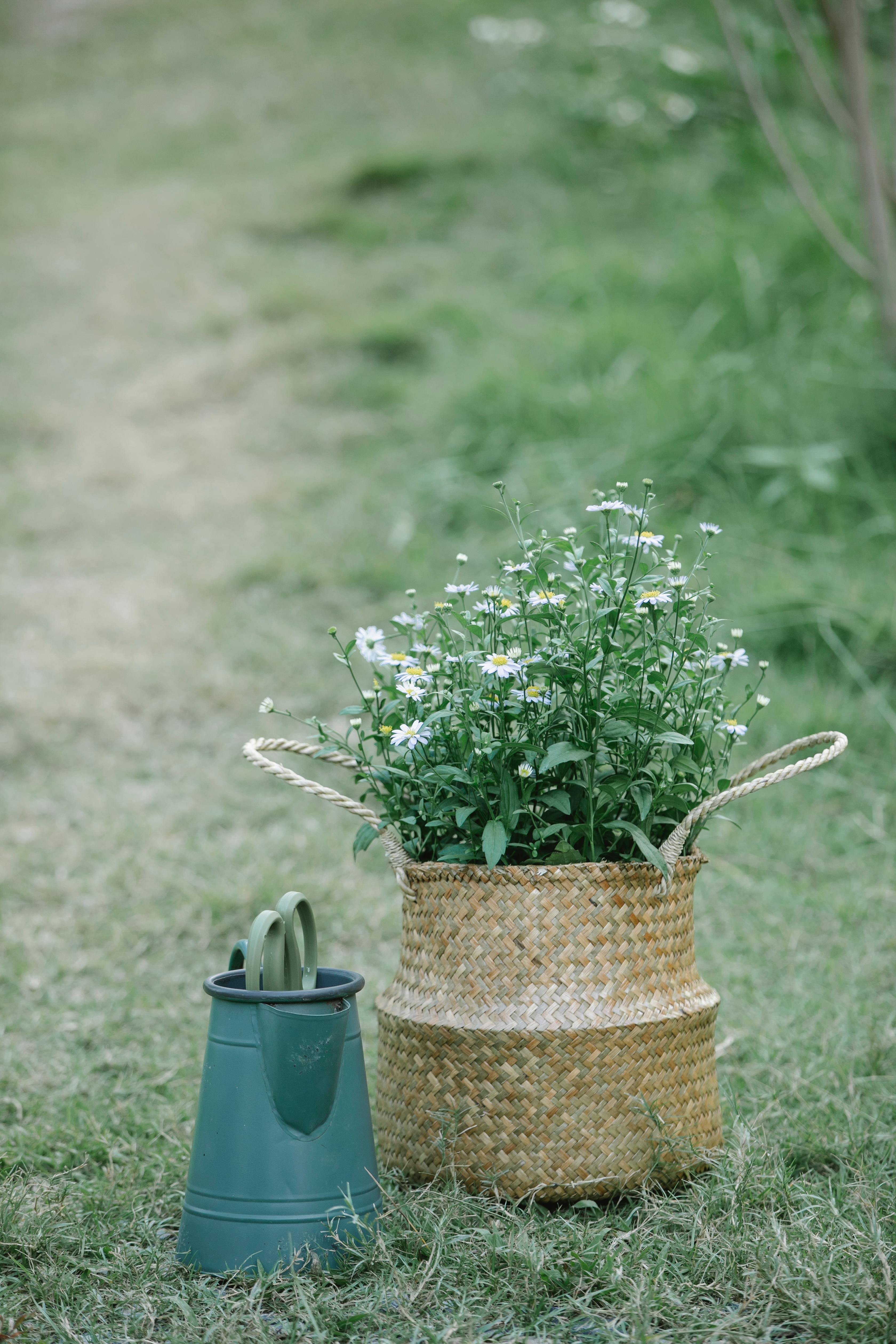 wicker bag with blooming flowers near watering can
