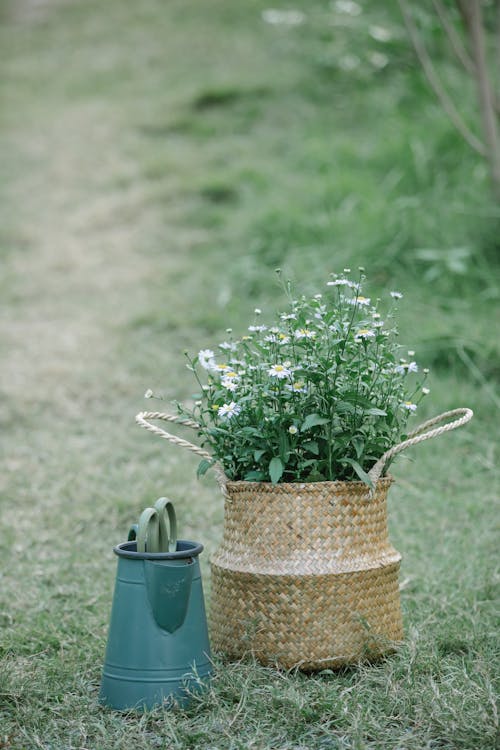 Free Wicker bag with blooming flowers near watering can Stock Photo
