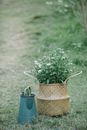 Wicker bag with blooming flowers near watering can