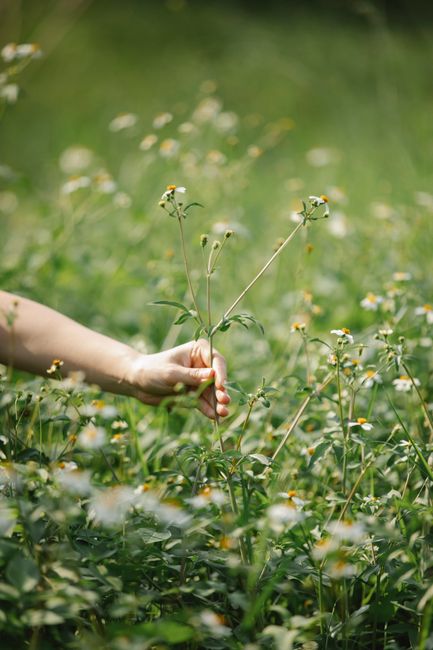 Crop anonymous female collecting chamomile flowers on green meadow with grass and plants in summer day in nature