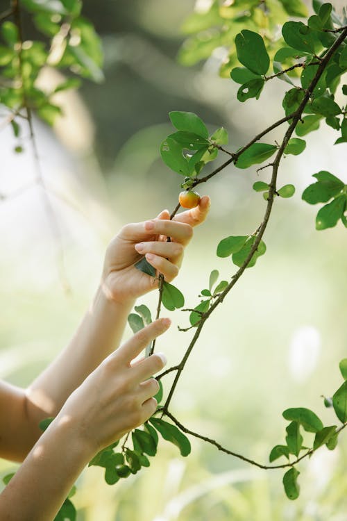 Crop unrecognizable female touching tree twig with green leaves near grassy field with in sunny summer day in nature