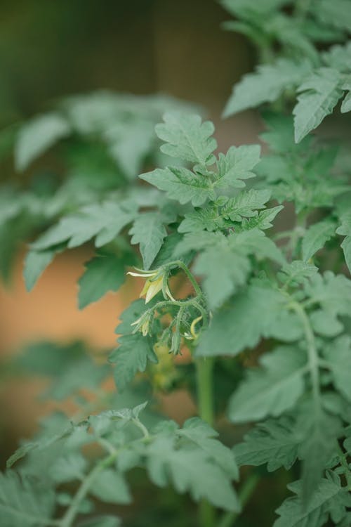 Free Tomato plant with leaves and flowers Stock Photo