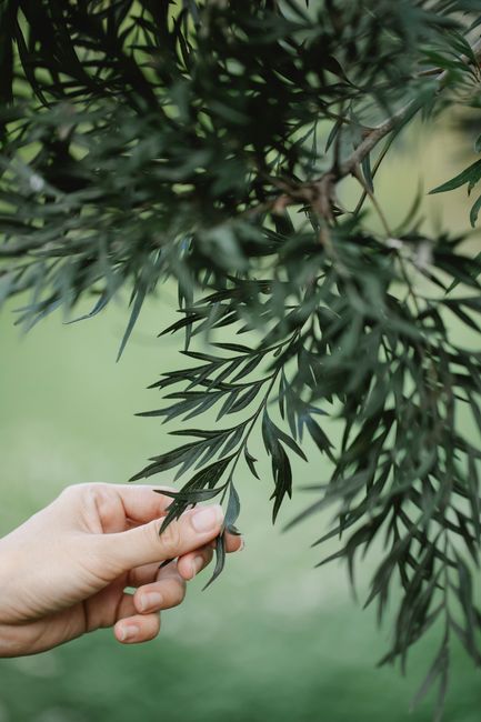 Crop faceless female gardener touching green leaves on tree twig near grassy meadow in summer day in nature