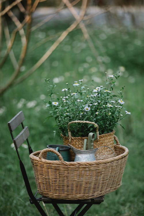 Basket with chamomiles and pots on chair in nature