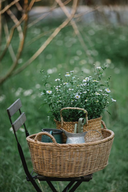 Základová fotografie zdarma na téma aroma, dekorativní, den