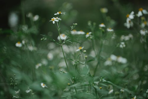 Blooming white daisy flowers growing on green grassy meadow in summer day in countryside