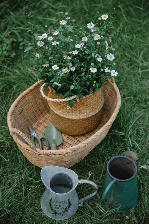Baskets with chamomiles and garden equipment near pots in nature