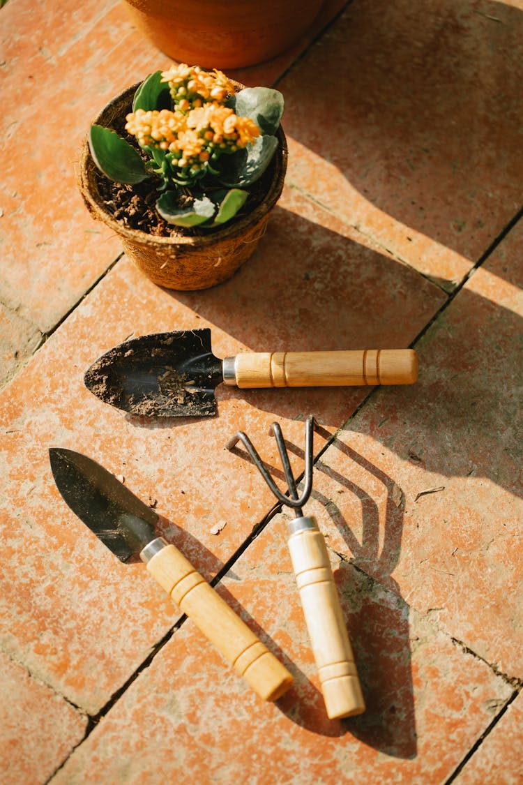 Pot With Plant And Garden Tools On Floor In Daylight