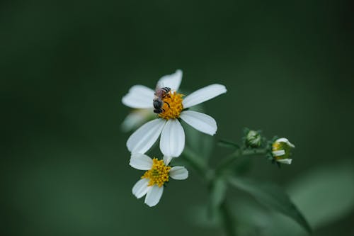 Foto d'estoc gratuïta de a l'aire lliure, abella, aroma