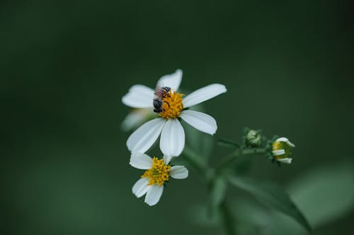 Small hoverfly on daisy flower in meadow in nature