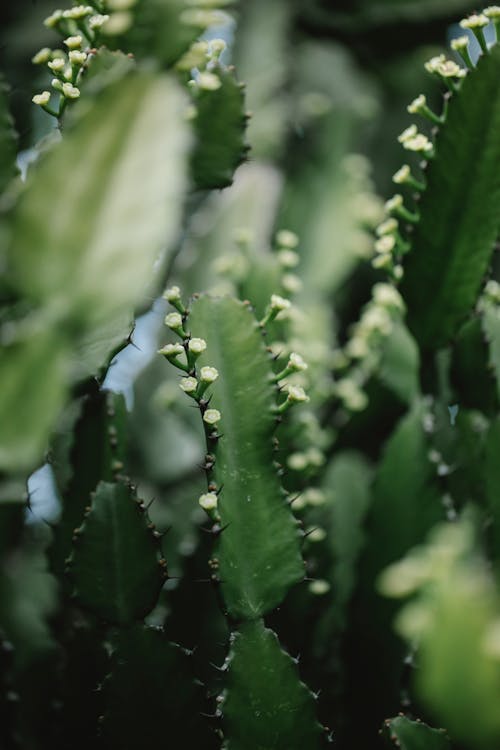 Gotas De água Na Planta Verde