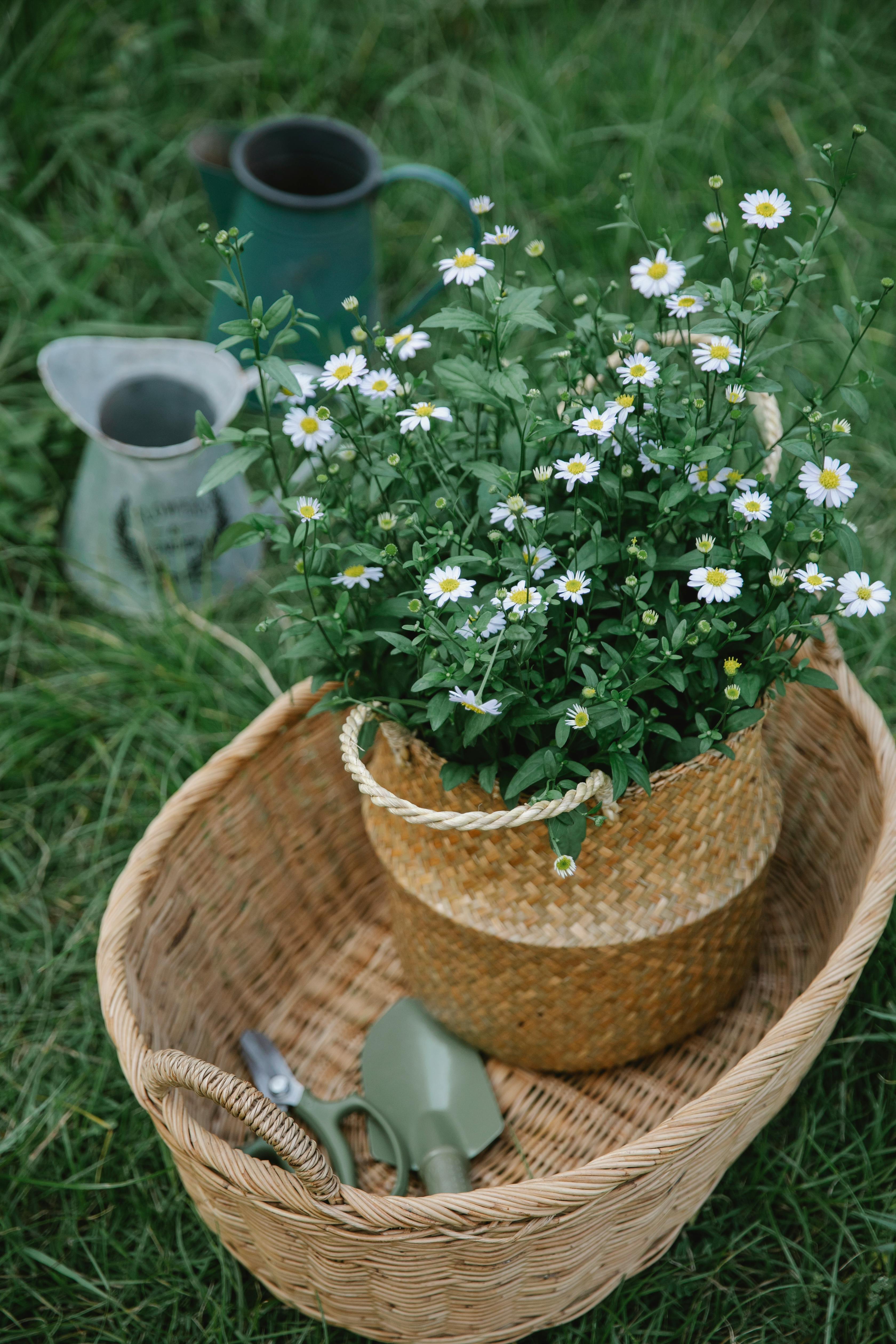 basket with chamomiles and garden tools near pots in countryside