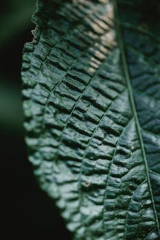 Closeup of green uneven leaf growing on tree in nature in summer day