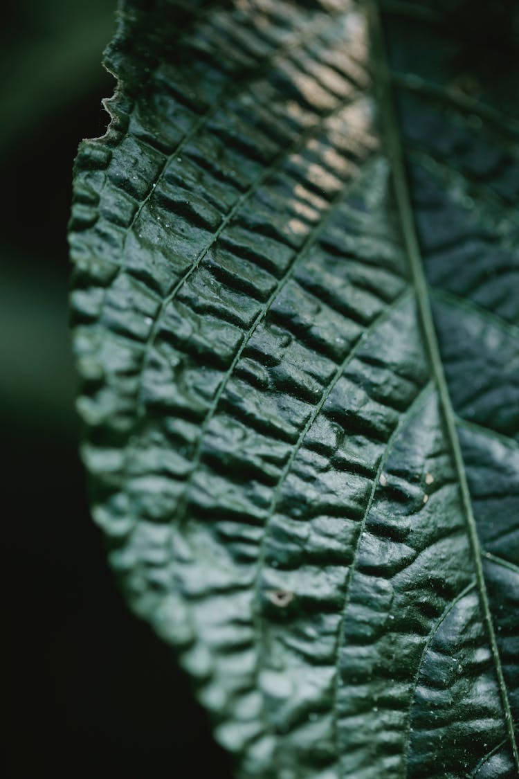 Green Leaf Texture On Plant In Daylight