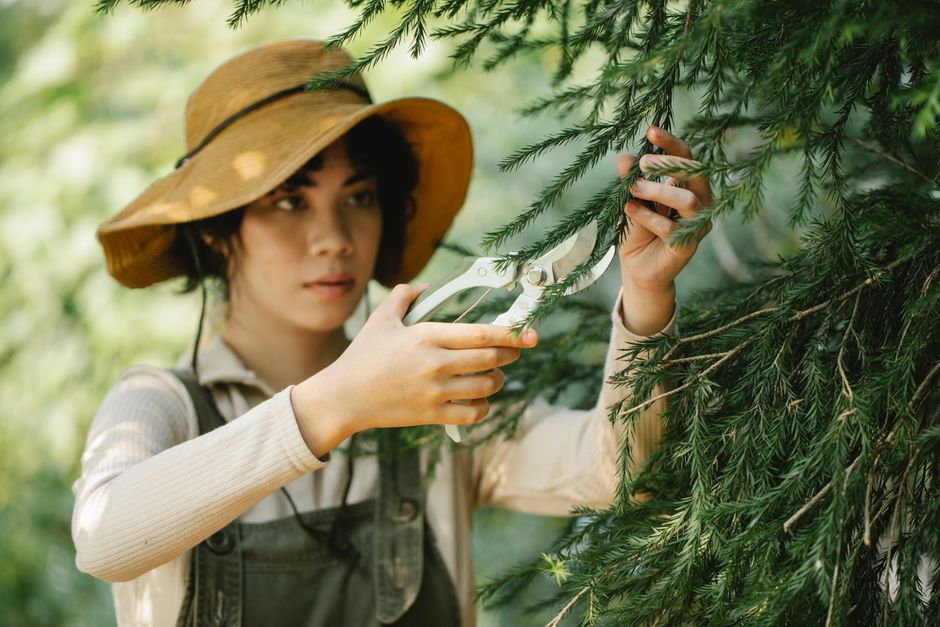 Woman gardener cutting sprigs of coniferous tree with pruners — pruning cedar trees in Langley/Aldergrove BC