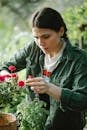 Concentrated female gardener cutting stems of blossoming roses in wicker basket during work in orangery