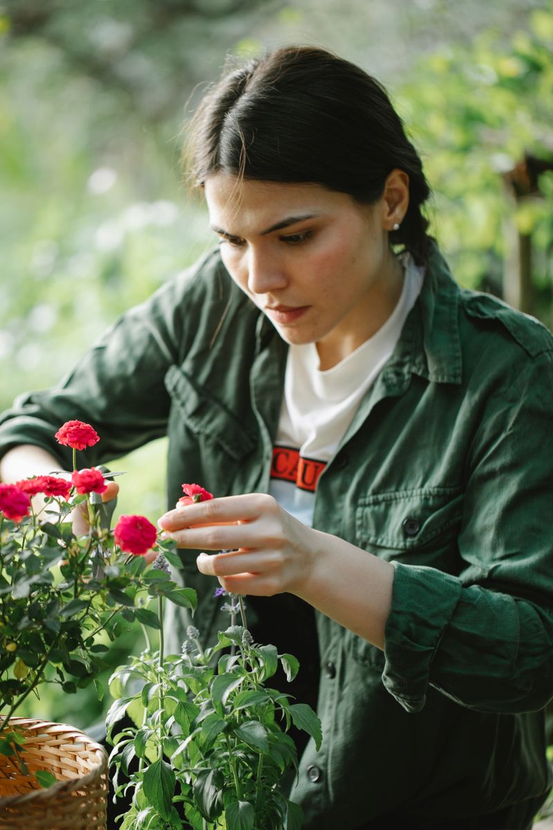 Gardener tending roses in a blooming garden
