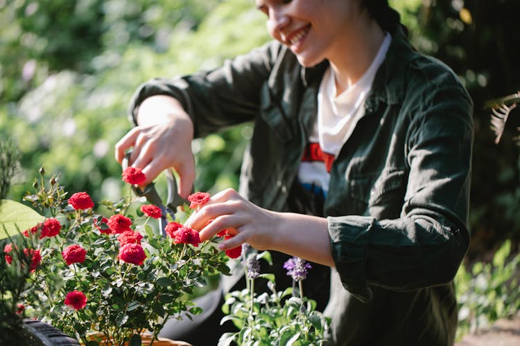 Smiling Woman Shaping Blooming Roses In Garden