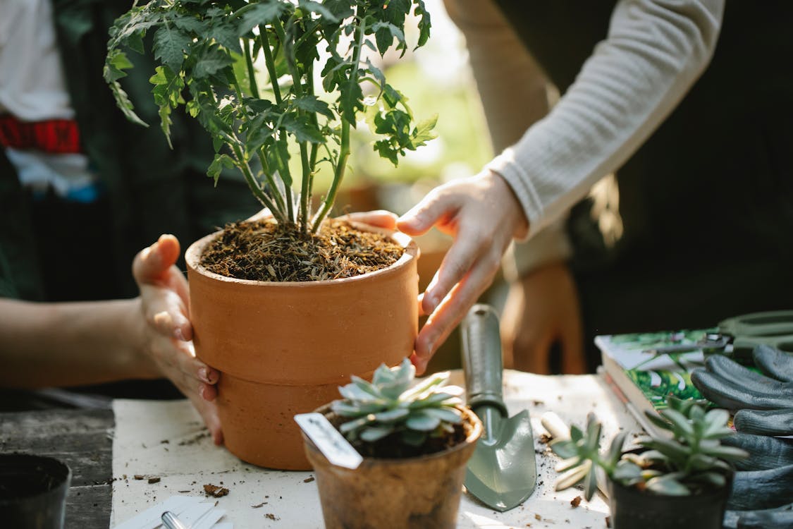 Free Crop anonymous female colleagues cultivating green plants in pots at table with spade in garden Stock Photo