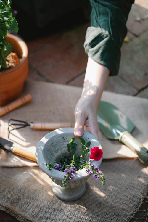 High angle of crop anonymous horticulturist taking pot wait salvia and rose for transplanting