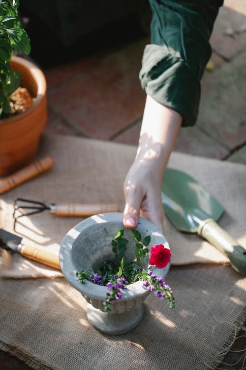 Free High angle of crop anonymous horticulturist taking pot wait salvia and rose for transplanting Stock Photo