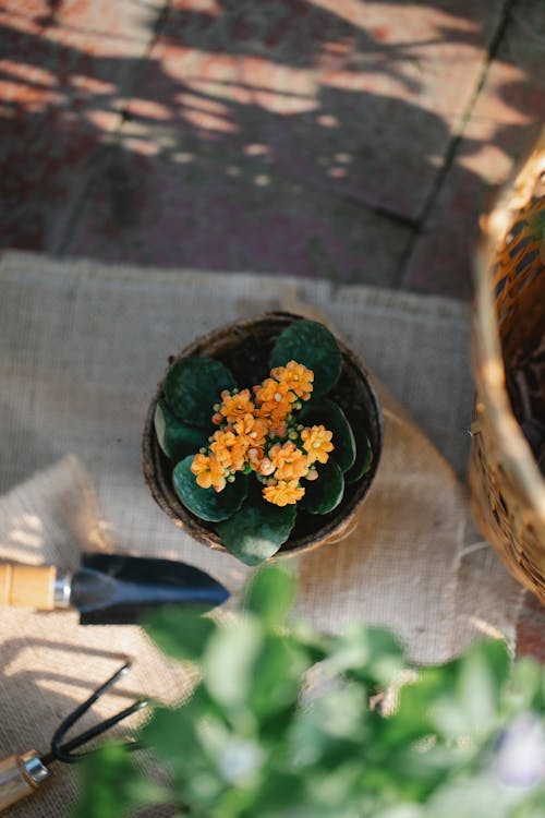 Potted blooming succulents plant in garden