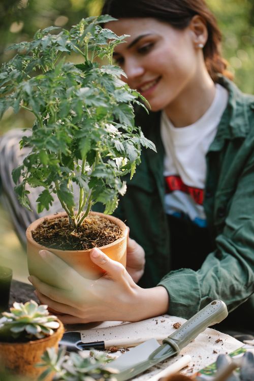 Free Positive female gardener sitting at table with gardening tools and planting seedlings in pots in orangery Stock Photo