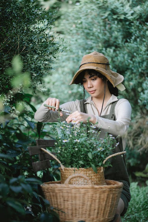 Focused ethnic female gardener with scissors sitting on bench in lush garden and cutting twigs of chamomiles in wicker basket