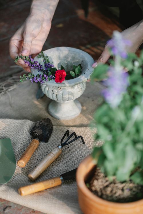 Free High angle of crop anonymous grower with various blooming flowers in pot near manual tools in garden Stock Photo