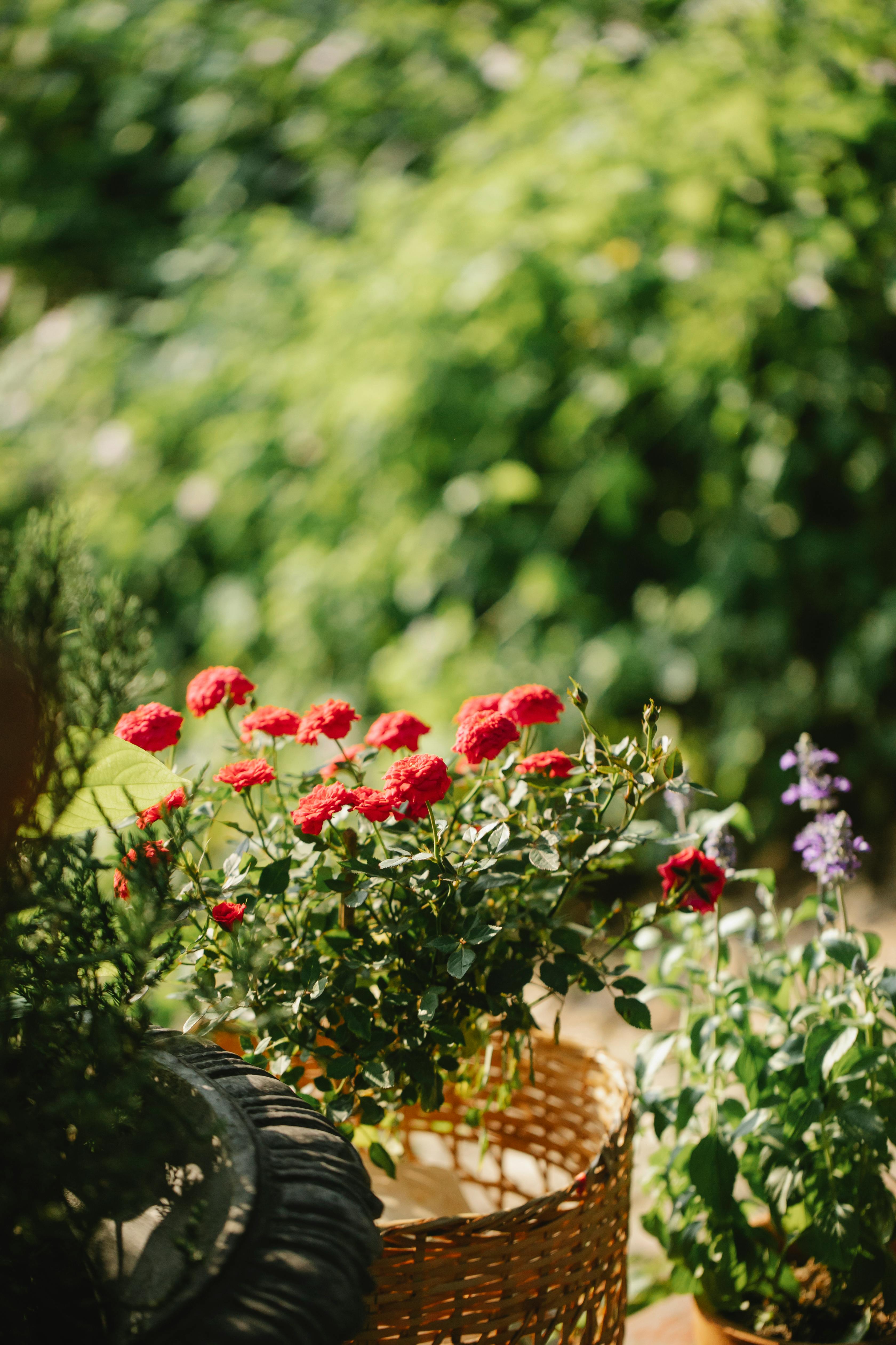 Colorful blossoming flowers with pleasant scent growing in straw pot against green trees in sunlight