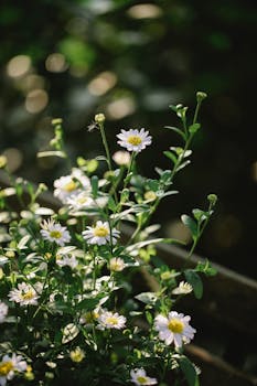 A cluster of delicate white daisies basking in sunlight with a blurred bokeh background. Perfect for nature-themed projects.