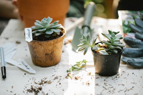 Pots with succulent plants growing in soil on dirty table with trowel and gloves in sunlight
