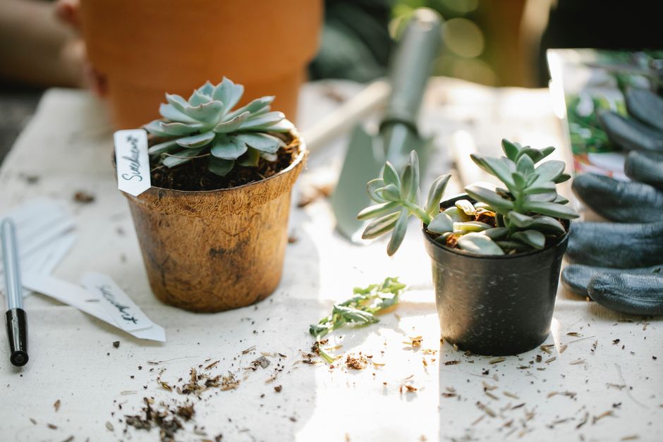 garden growing plants sunlight