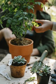 Crop anonymous grower touching leaves of green plant near female partner in summer garden
