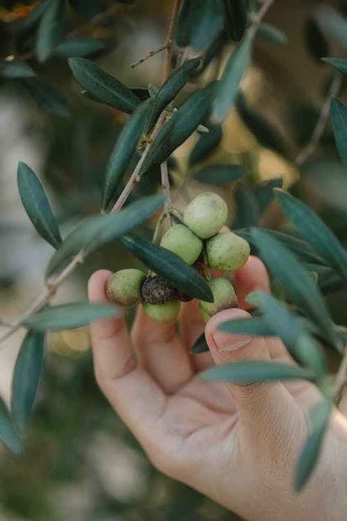 Crop anonymous farmer showing bundle of olives on tree with long leaves on plantation
