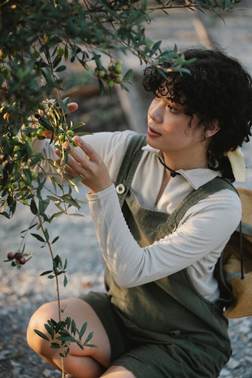 Young ethnic female farmer touching bundles of green olives on tree in countryside in daylight