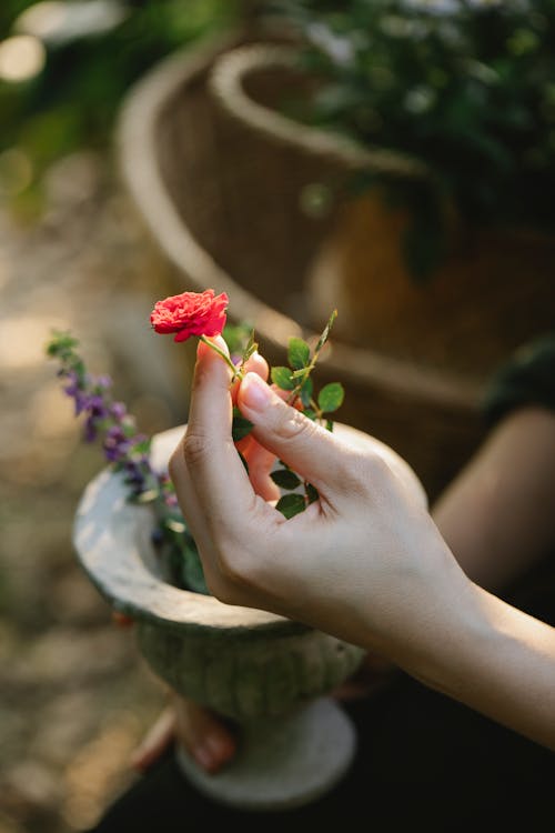 Crop anonymous grower touching small bright blooming flower in pot in garden on sunny day