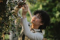 Ethnic farmer picking olives from tree on plantation